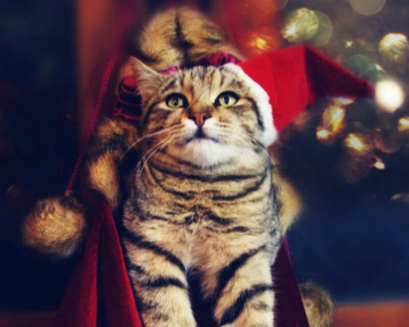 Tabby Cat in Hat