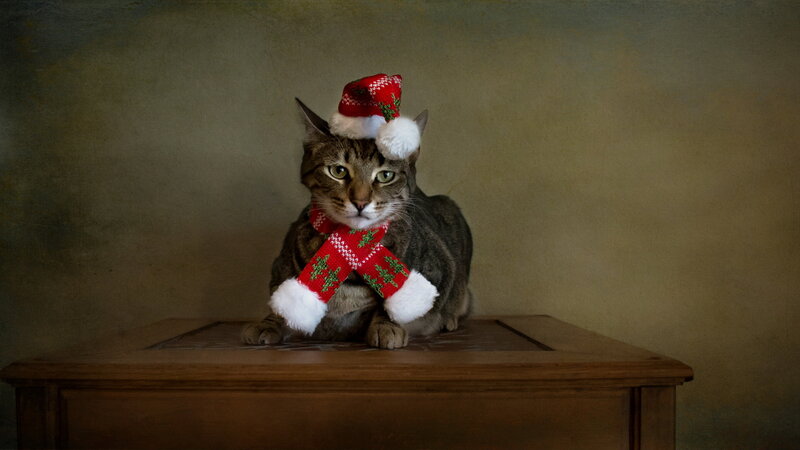 Tabby Cat in Holiday Hat