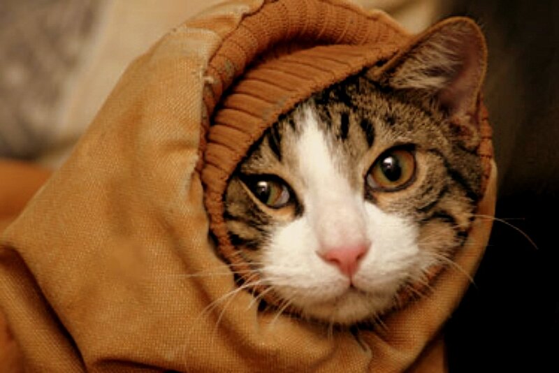 Tabby Cat in Hoodie