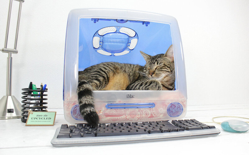 Tabby Cat in IMac