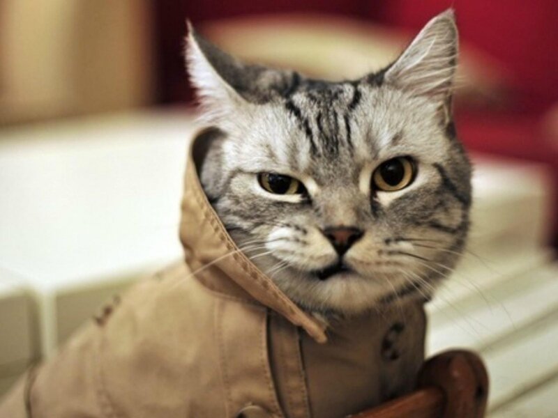 Tabby Cat in Jacket — Gray, Calm