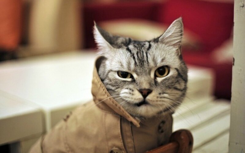 Tabby Cat in Jacket — Gray, Serious
