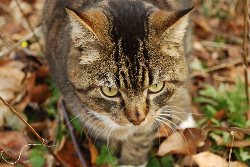 Tabby Cat in Leaves — Brown, Alert