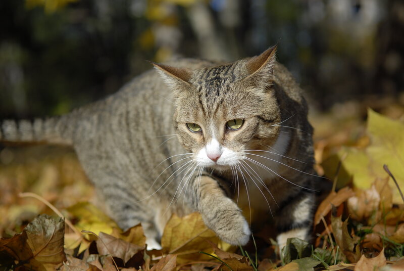 Tabby Cat in Leaves — Brown, Calm, Autumn, Photograph, Forest Floor