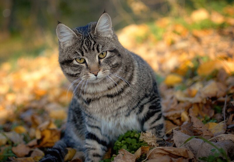 Tabby Cat in Leaves — Brown, Calm, Autumn, Photograph, Grass