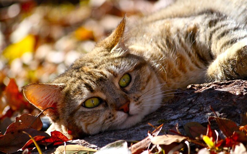 Tabby Cat in Leaves — Brown, Calm, Autumn, Photograph, Log