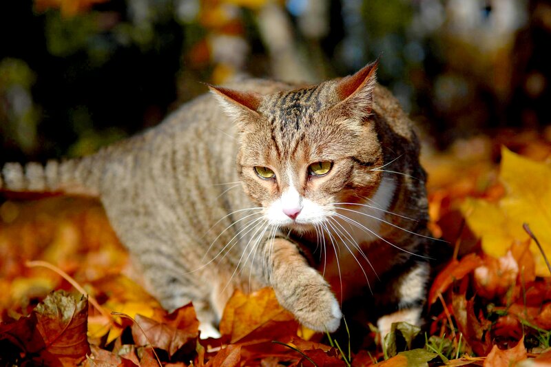 Tabby Cat in Leaves — Brown, Calm, Autumn, Photograph, Sunlight