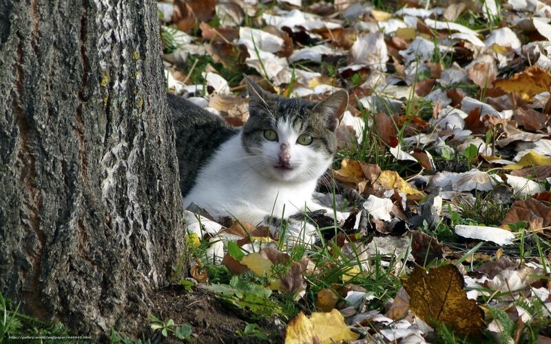 Tabby Cat in Leaves — Brown, Calm, Autumn, Photograph, Tree Trunk, Fallen Leaves