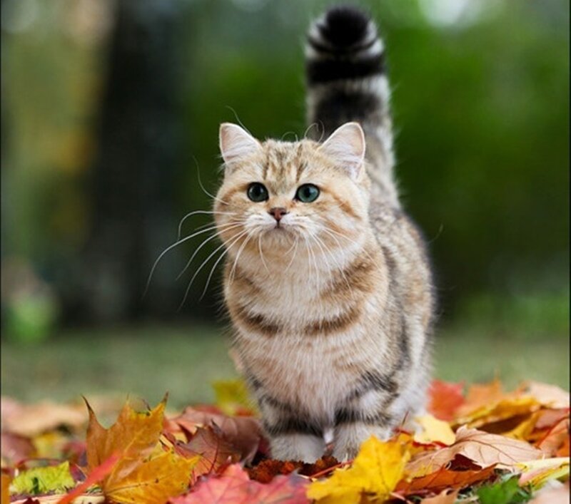 Tabby Cat in Leaves — Brown, Calm, Autumn, Photograph, Trees