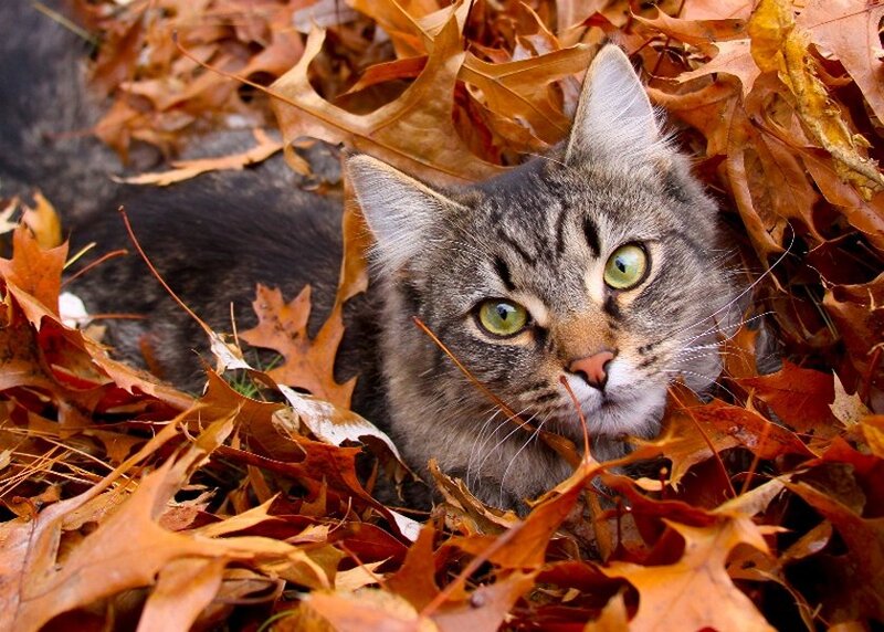Tabby Cat in Leaves — Brown, Calm, Autumn