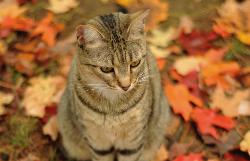 Tabby Cat in Leaves — Brown, Calm