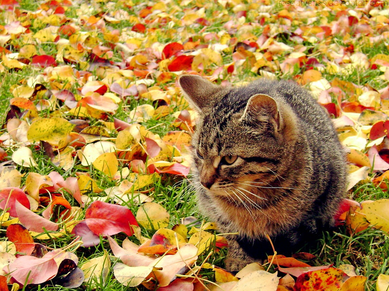 Tabby Cat in Leaves — Brown