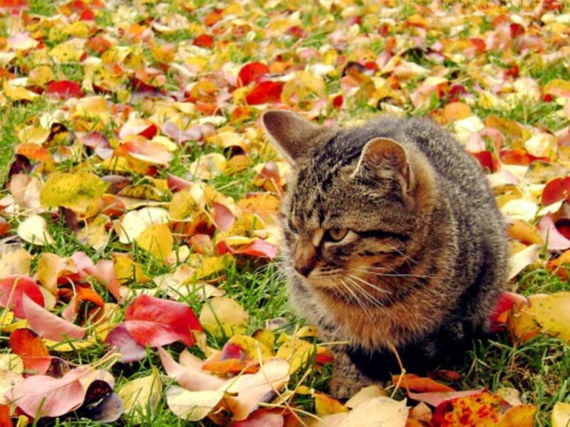 Tabby Cat in Leaves — Green, Calm