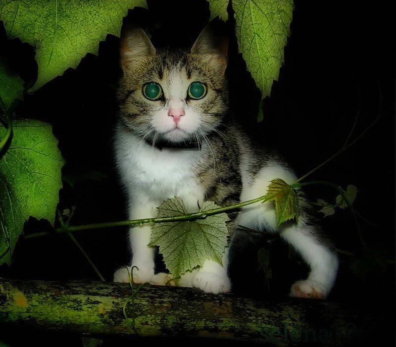 Tabby Cat in Leaves — Green