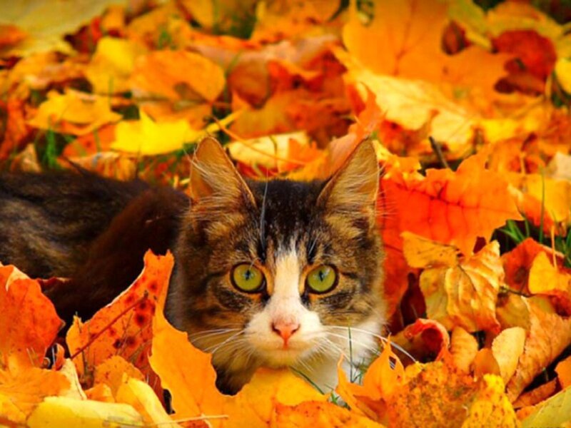 Tabby Cat in Leaves — Orange, Calm