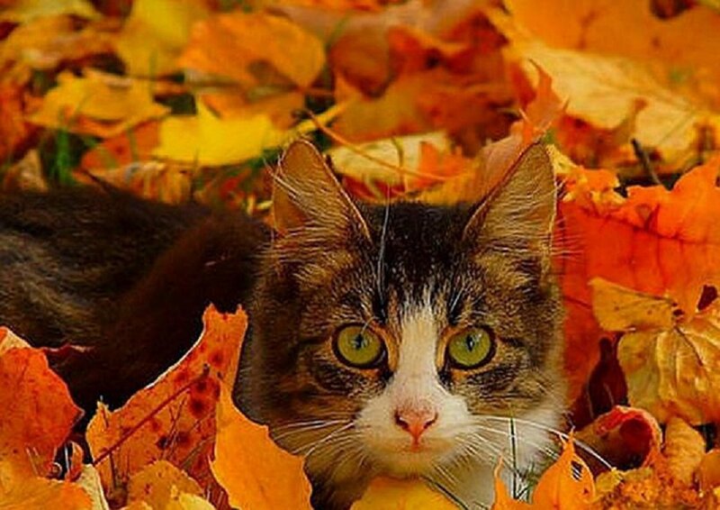 Tabby Cat in Leaves — Orange