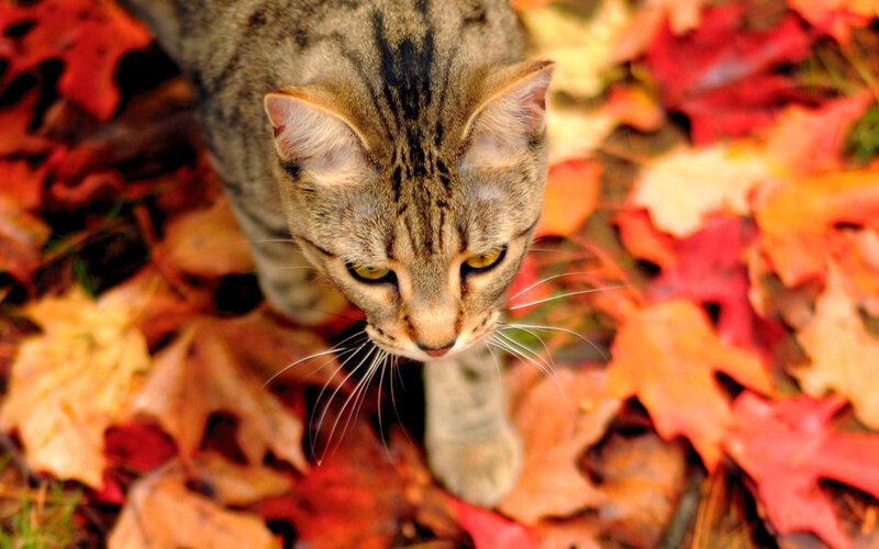Tabby Cat in Leaves — Red