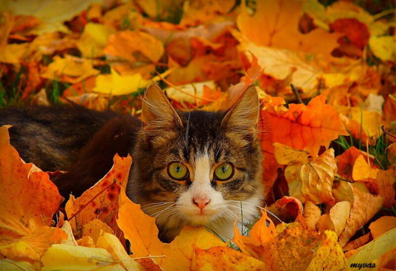 Tabby Cat in Leaves