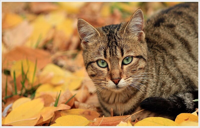 Tabby Cat in Leaves — Yellow, Calm