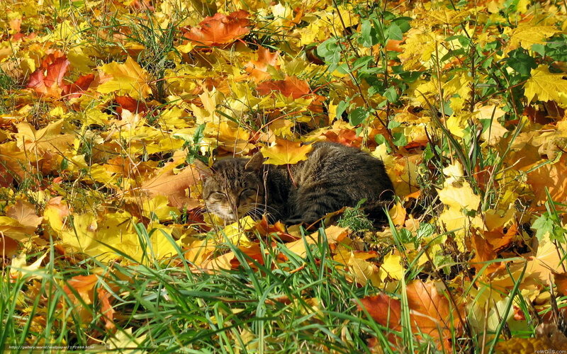 Tabby Cat in Leaves — Yellow, Peaceful, Autumn