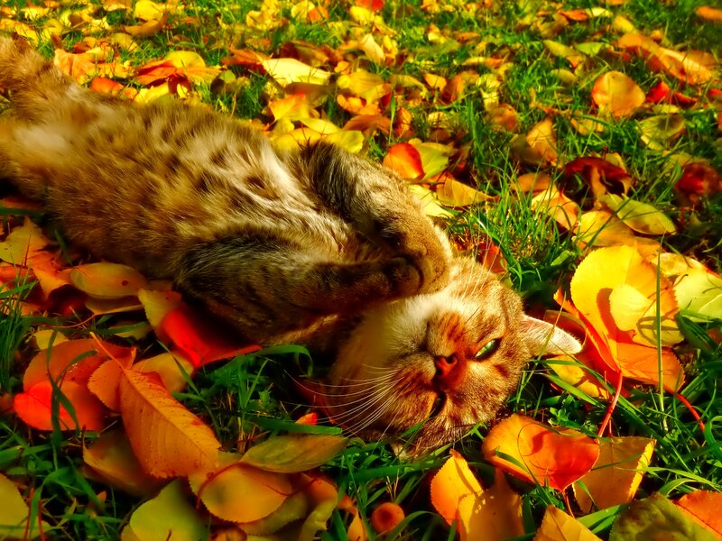 Tabby Cat in Leaves — Yellow, Peaceful
