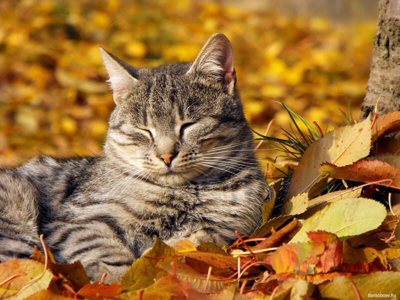 Tabby Cat in Leaves — Yellow, Serene, Autumn
