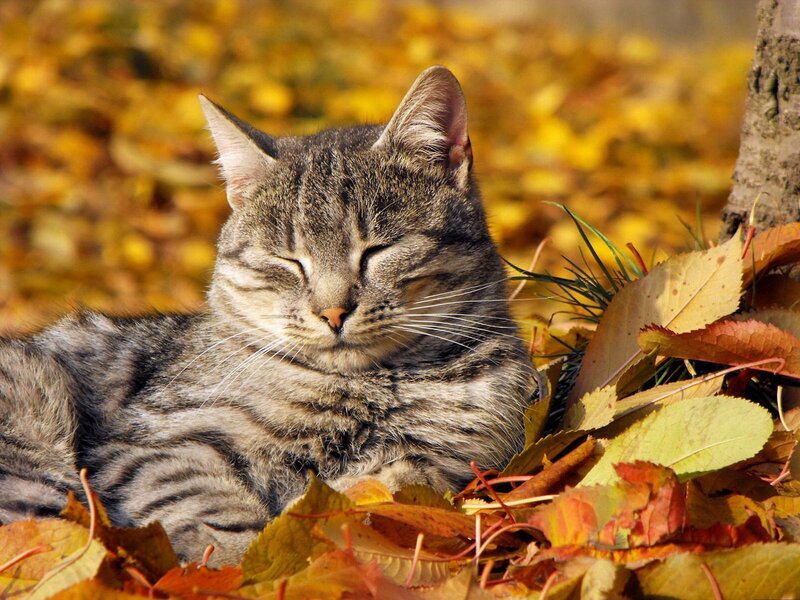 Tabby Cat in Leaves — Yellow, Serene