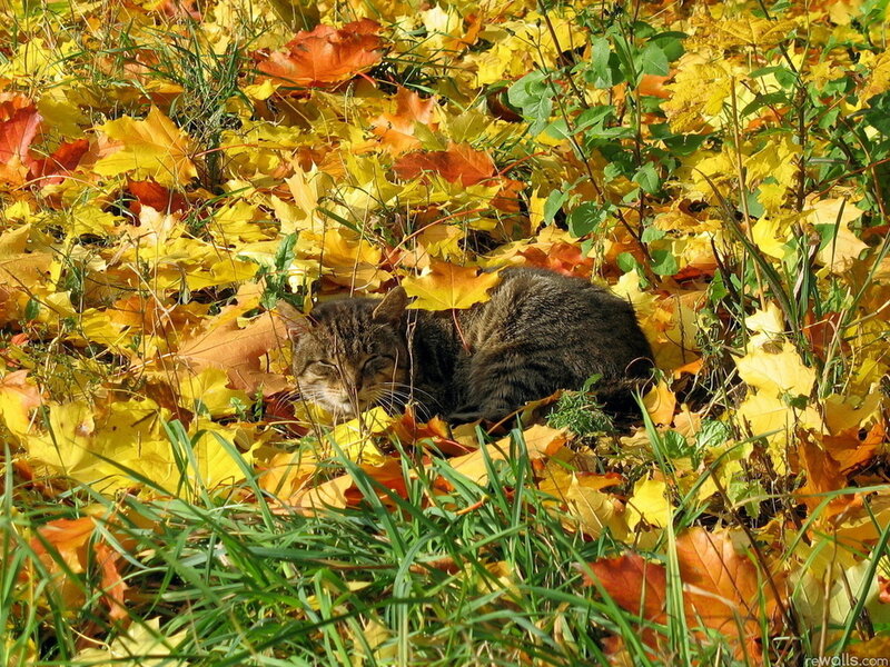 Tabby Cat in Leaves — Yellow