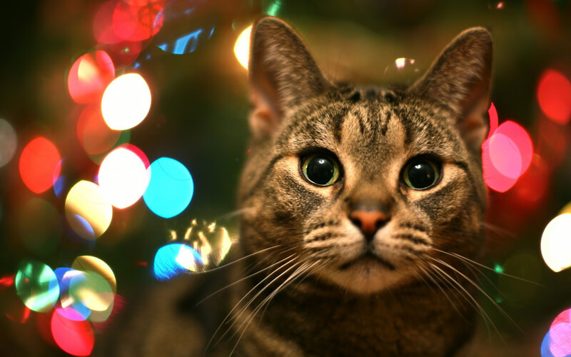 Tabby Cat in Lights — Brown, Festive, Night
