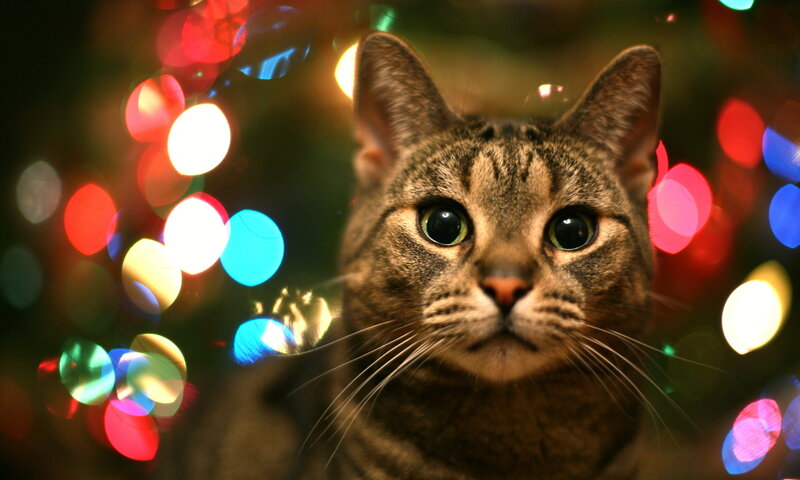 Tabby Cat in Lights — Brown