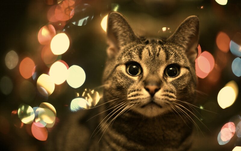 Tabby Cat in Lights — Brown, Warm