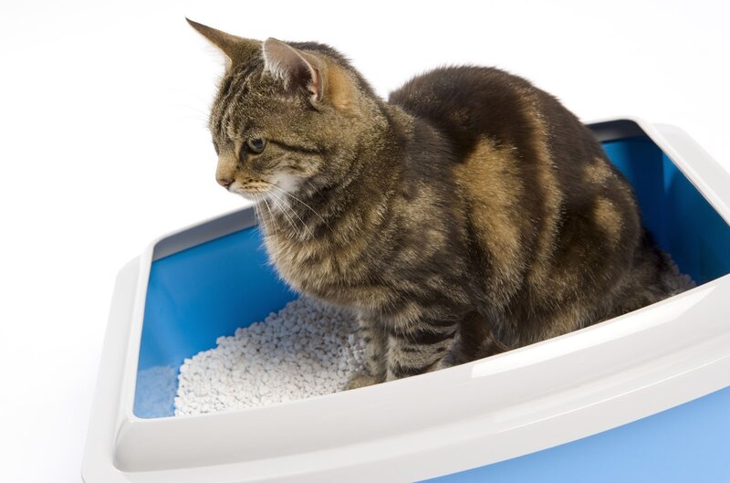 Tabby Cat in Litter Box