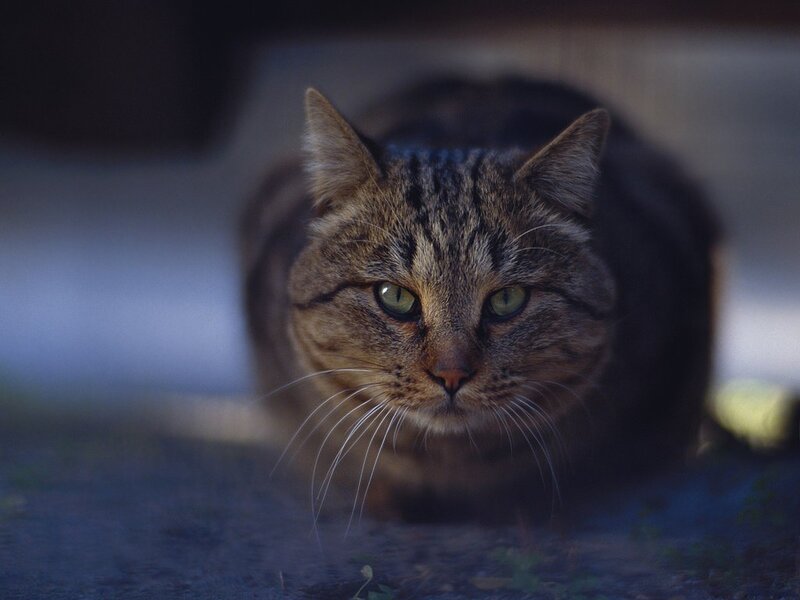 tabby cat in low light