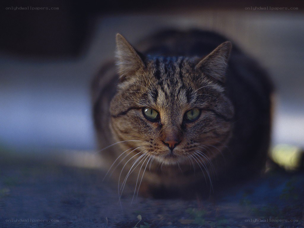 tabby cat in low light