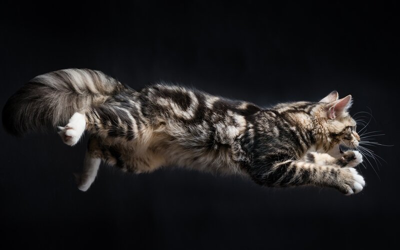 Tabby Cat in Mid-air — Black