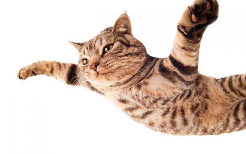 Tabby Cat in Mid-air — Brown