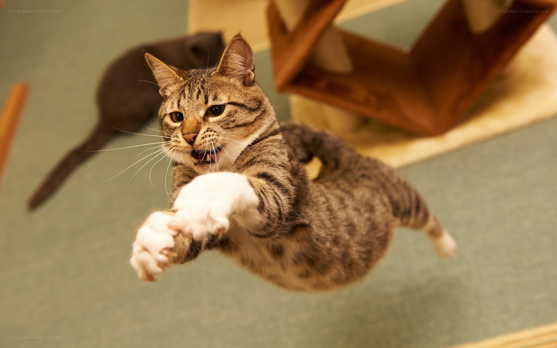 Tabby cat in mid-air leap