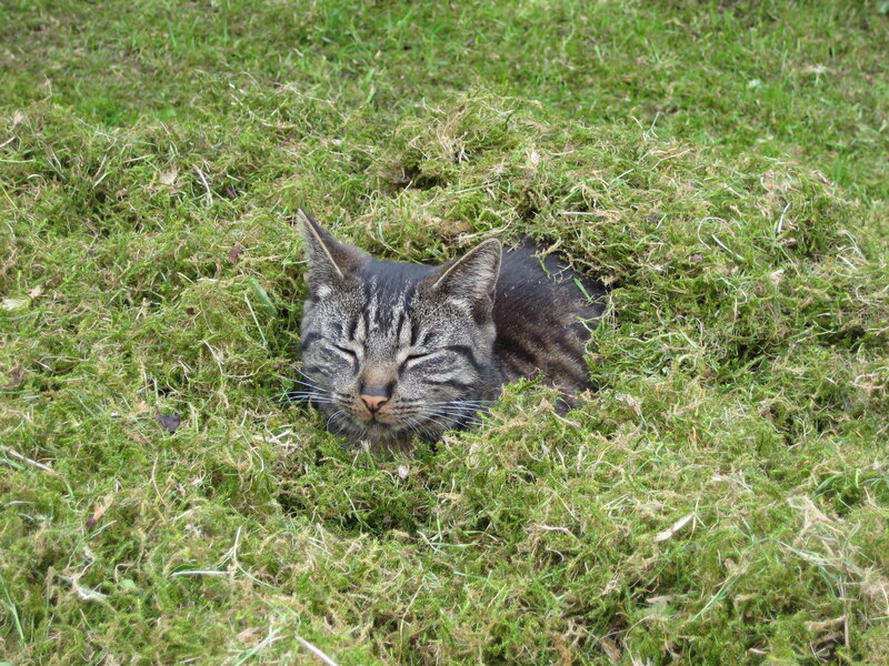 Tabby Cat in Moss