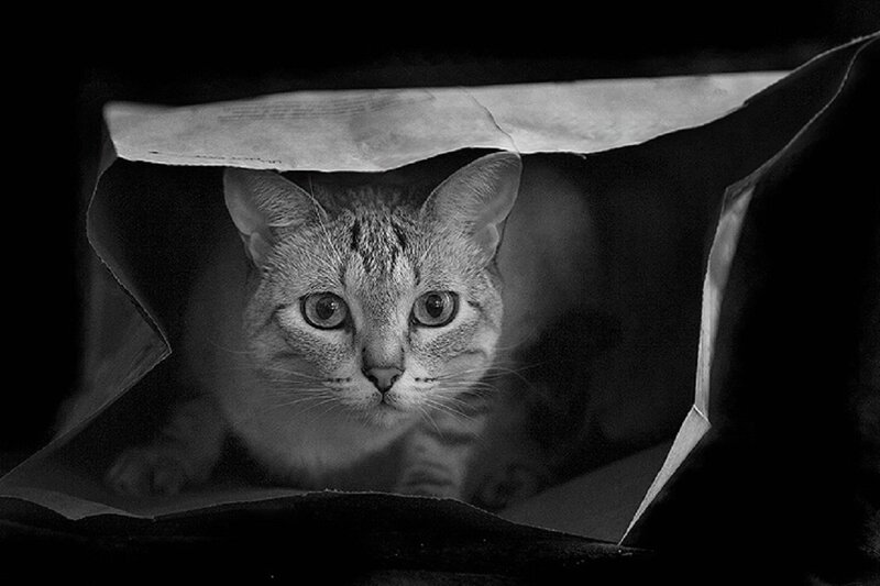 Tabby Cat in Paper Bag — Black