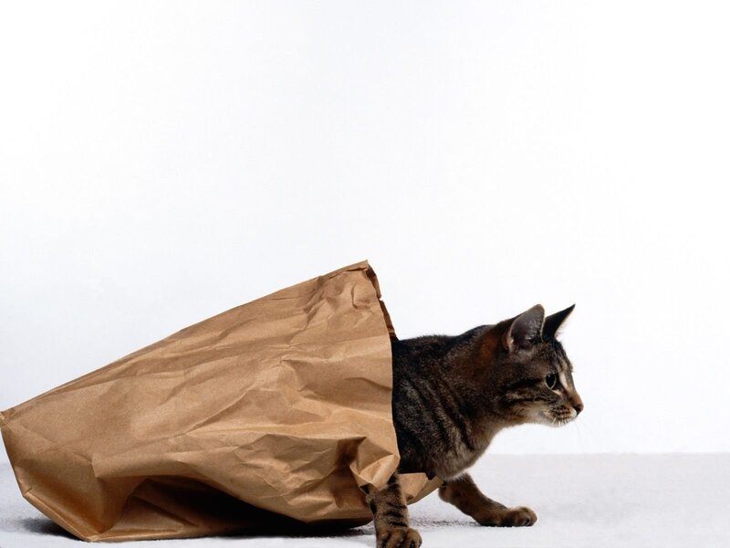 Tabby Cat in Paper Bag — Brown, Playful