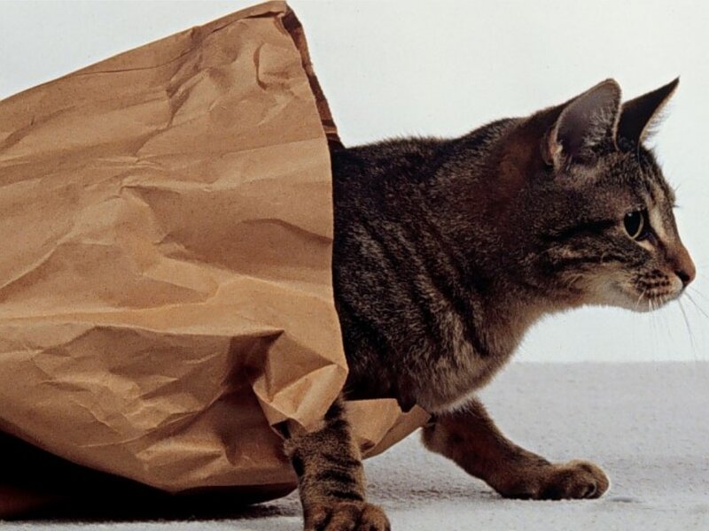 Tabby Cat in Paper Bag