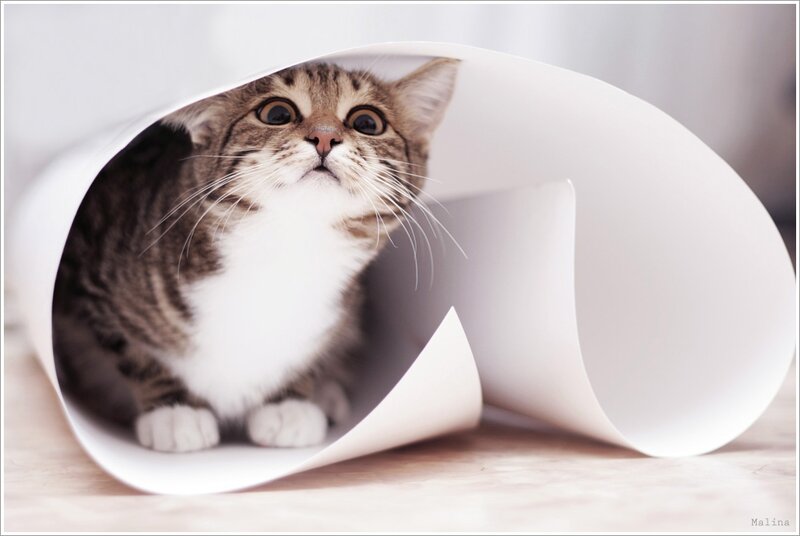 Tabby Cat in Paper Tube