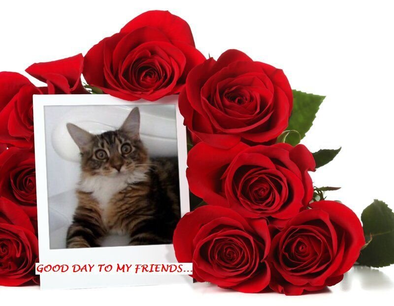 Tabby Cat in Photo