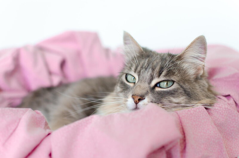 Tabby Cat in Pink Blanket