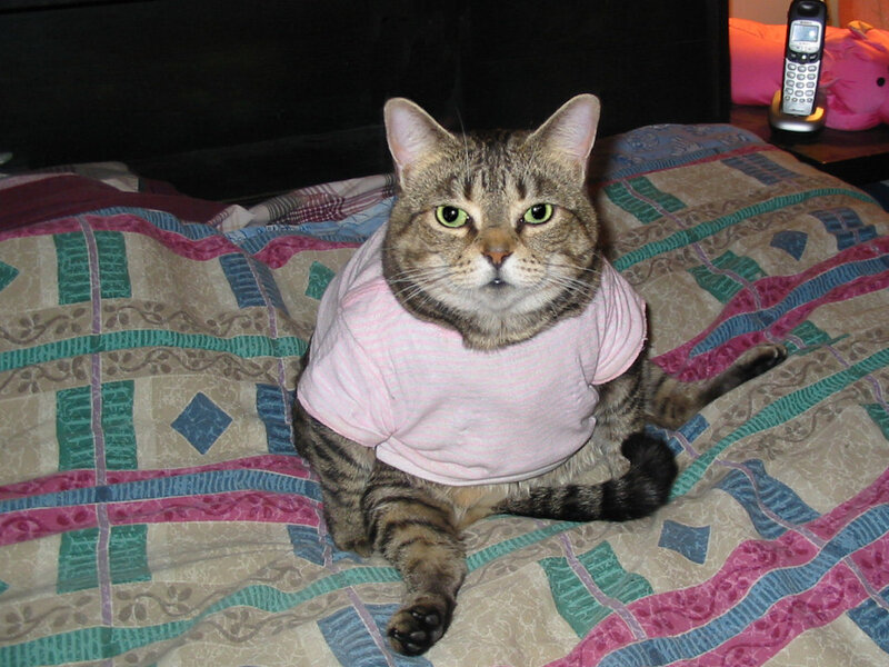 Tabby Cat in Pink Shirt