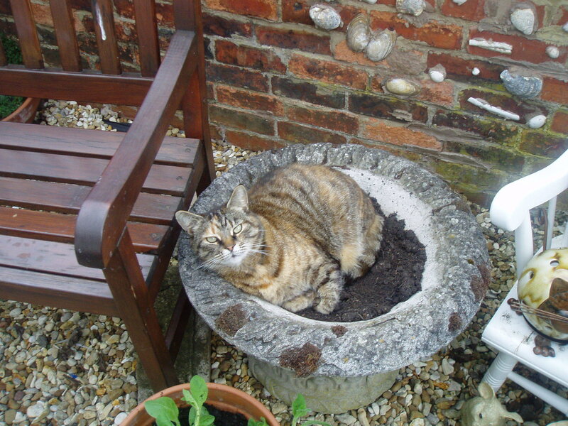 Tabby Cat in Planter — Brown, Calm, Afternoon