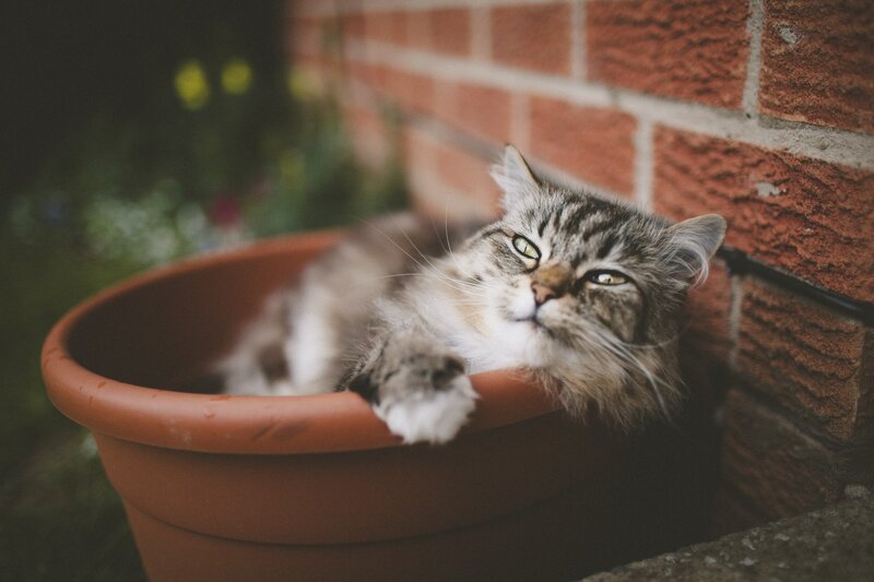 Tabby Cat in Planter — Brown, Calm