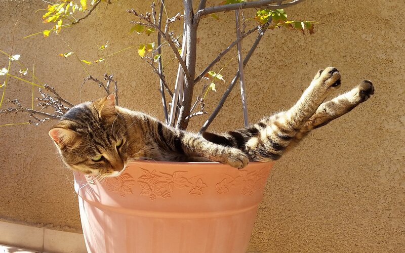 Tabby Cat in Planter — Brown