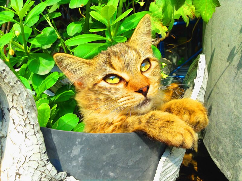 Tabby Cat in Planter — Orange