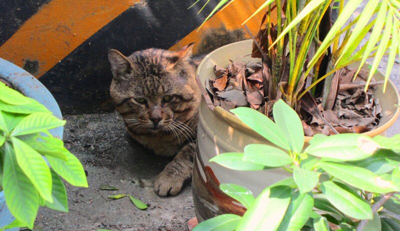 Tabby Cat in Planter